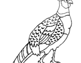 Coloring page Pheasant painted byyuan