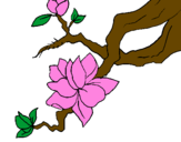 Coloring page Almond flower painted byaiste112