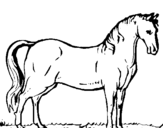 Coloring page Andalusian horse painted byVernon