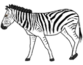 Coloring page Zebra painted byDucky The Duck