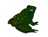 Coloring page Frog painted bycami