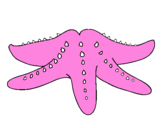 Coloring page Starfish painted byivan