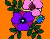 Coloring page Poppies painted byEleni