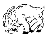 Coloring page Angry goat painted byjonney