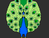 Coloring page Peacock painted bypuppy