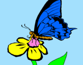 Coloring page Butterfly on flower painted byCHLOI