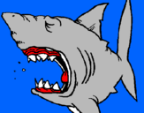 Coloring page Shark painted bymadison