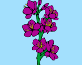 Coloring page Country flowers painted byDANI