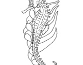 Coloring page Oriental sea horse painted byp
