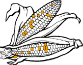Coloring page Corncob painted bydany
