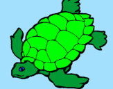Coloring page Turtle painted bycharlotte