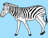 Coloring page Zebra painted byNORMA