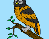 Coloring page Barn owl painted byanna rose
