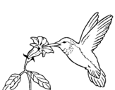 Coloring page Hummingbird and flower painted byMichael