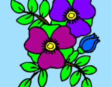 Coloring page Poppies painted byasde