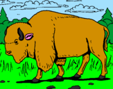 Coloring page Buffalo painted bypablo