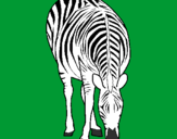 Coloring page Zebra painted bychas