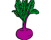 Coloring page beetroot painted byemily