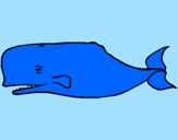 Coloring page Blue whale painted bynicholas