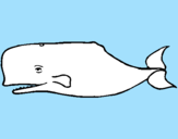 Coloring page Blue whale painted bycourt