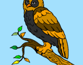 Coloring page Barn owl painted by¡s@|