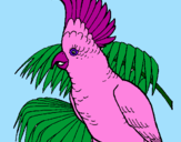Coloring page Cockatoo painted bykendall