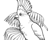 Coloring page Cockatoo painted byMadison