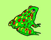 Coloring page Frog painted bySTEPHANIE