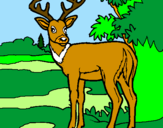 Coloring page Young deer painted byBAMBI