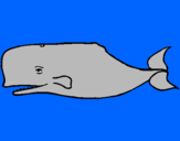 Coloring page Blue whale painted bysfdfhgghh