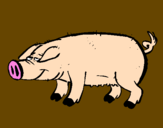 Coloring page Pig with black trotters painted byevan