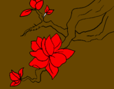 Coloring page Almond flower painted bycruzmary