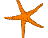 Coloring page Little starfish painted byjulie