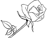 Coloring page Rose painted bylora
