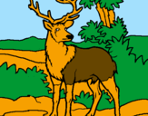 Coloring page Adult deer painted byPRESIOSA