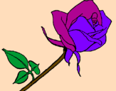 Coloring page Rose painted bylisa