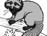 Coloring page Raccoon painted byinmer
