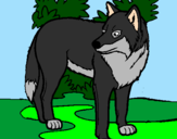 Coloring page Wolf painted bypuppy