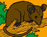 Coloring page Possum painted bymichele