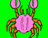 Coloring page Crab with large pincers painted byGreat