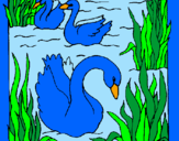 Coloring page Swans painted bykendall