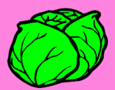 Coloring page cabbage painted byandrea