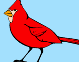 Coloring page Cardinal painted byDennisse