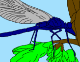 Coloring page Dragonfly painted byscat