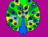 Coloring page Peacock painted byBailey