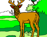 Coloring page Young deer painted byArlene