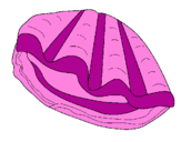 Coloring page Clam painted byDucky The Duck