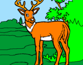 Coloring page Young deer painted byvictoria