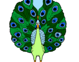 Coloring page Peacock painted bymABEL