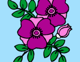 Coloring page Poppies painted byDANI